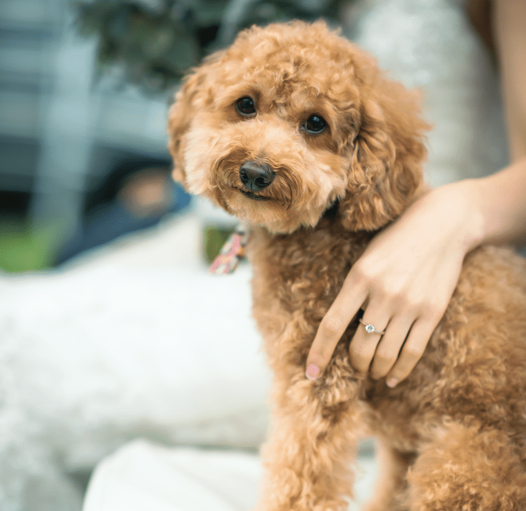 Bride together with her dog while wearing a solitaire engagement ring